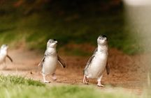 Phillip Island Tour - Koala's, Wallabies & Little Penguins.