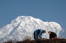 Annapurna Mardi Himal Trekking - 12 Days