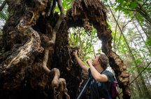 Ancient Trees of Vancouver Walking Tour