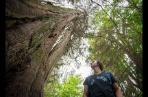 Ancient Trees of Vancouver Walking Tour