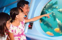 Red Sea Adventure: Semi-Submarine Experience in Marsa Alam