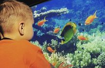 Red Sea Adventure: Semi-Submarine Experience in Marsa Alam