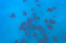A Turtle Tour on Rarotonga - small groups, premium experience
