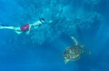 A Private TURTLE Tour on Rarotonga with Photography and Transfers