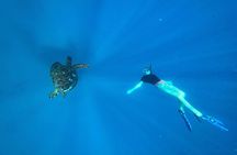 A Private TURTLE Tour on Rarotonga with Photography and Transfers