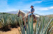 Tequila distillery experience, Jose Cuervo & Tequila Magic Town