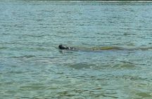 Beginner One Hour Guided Kayaking and SUP Activity
