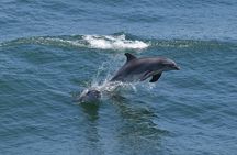 Whale Dolphin and Bird Watching Ecotour Cruise