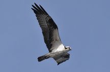 Whale Dolphin and Bird Watching Ecotour Cruise