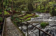Tour to Santa Rosa de Cabal Coffee Farm and Hot Springs