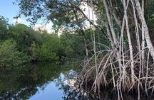Everglades Mangrove Wilderness Boat Tour 