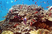 From Bali: Nusa Penida Snorkeling and Island Tour