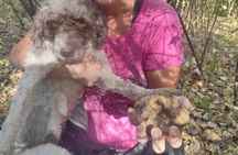Private Guided Truffle Hunting Tour in Serbia with Lunch