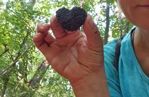 Private Truffle‑Hunting Tour from Belgrade – Lunch with Wine