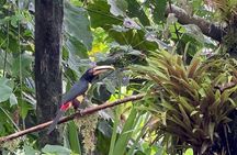 Mindo Cloud Forest Full-Day Tour from Quito with Lunch