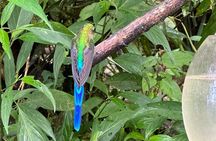 Mindo Cloud Forest Full-Day Tour from Quito with Lunch