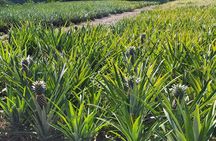 Private Guided Tour around the Moorea Island