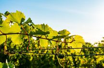 Willamette Wine Tour from Newberg (Tasting Fees Included)