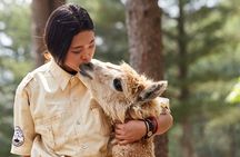 Alpaca World & Nami Island & Garden of Morning Calm One Day Tour