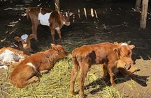 Authentic Mongolian two days tours in Terelj & Khustai National P