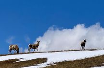 Authentic Mongolian two days tours in Terelj & Khustai National P