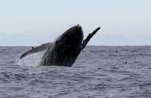 Whale Watching in Coffs Harbour