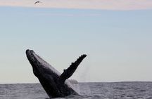 Whale Watching in Coffs Harbour