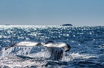 Whale Watching in Coffs Harbour
