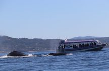 Whale Watching in Coffs Harbour