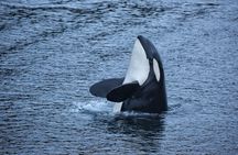 Premier Whale Watching and Wildlife Tour