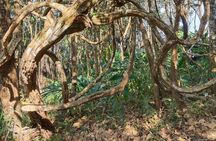 Chiangmai Summit Hike in Doi Suthep-Pui National Park