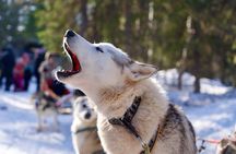 Nulkki Husky Adventure