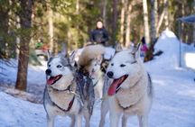 Nulkki Husky Adventure