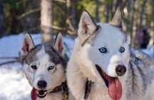 Nulkki Husky Adventure