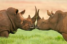 Day Trip To Ol Pejeta Conservancy Rhino And Chimpanzee Sanctuary