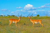 3 Days Safaris Tsavo East National Park and Taita Hills Saltlick