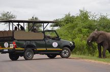 All Inclusive 2 Day Kruger Safari from Nelspruit