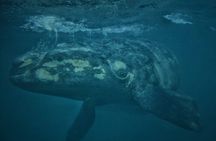 Underwater Whale Watching in Puerto Piramides