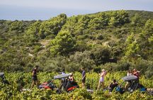 Buggy Safari With Wine Tasting