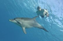  Explore Satayeh Reef on a Marsa Alam snorkeling trip