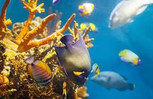  Explore Satayeh Reef on a Marsa Alam snorkeling trip