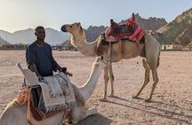 One Hour Camel Riding Adventure With transfer From Hurghada