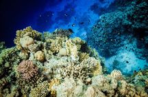 Diving in Hurghada for Beginners With Lunch and Transfer