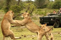 Kruger National Park 3 Day Private Safari From Johannesburg 