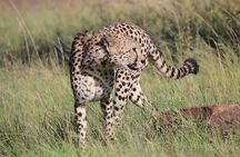 6 Days Private Tour in Mt Kenya Circuit Wild Safari