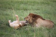 6 Days Private Tour in Mt Kenya Circuit Wild Safari