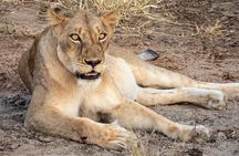 Safari Game Drive and Dinner in the Bush near Hoedspruit