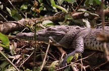 3-hour experience through the Tortuguero canals