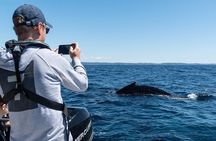 Sydney Harbour Whale Watching Private Tour - up to 8 guests