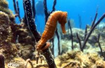 PADI Open Water Diver Course in Bayahibe